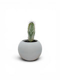 Concrete Planter