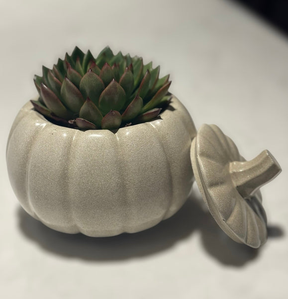 Pumpkin Planter