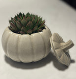 Pumpkin Planter | ws