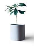 6” + 10” Beveled Concrete Planter | WS