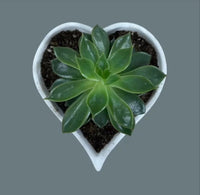 Heart Shaped Concrete Planter | ws